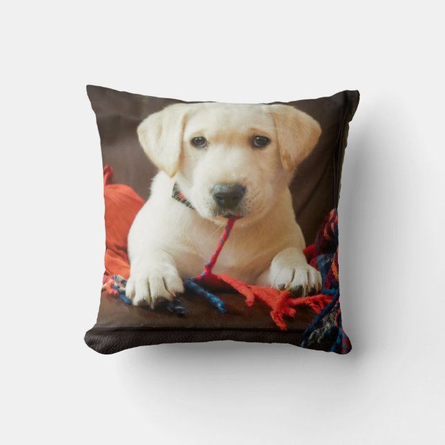 Getty Afbeeldingen | Puppy op een sofa Kussen (Voorkant)