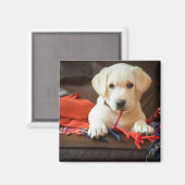 Getty Afbeeldingen | Puppy op een sofa Magneet (Voorkant / Achterkant)