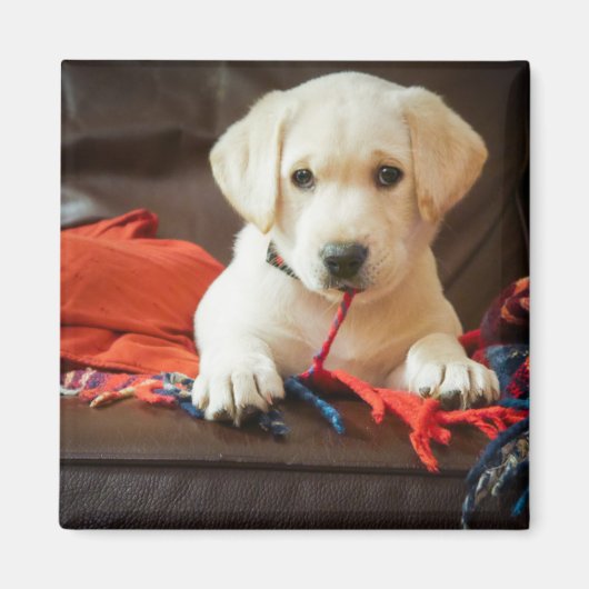 Getty Afbeeldingen | Puppy op een sofa Magneet (Voorkant)