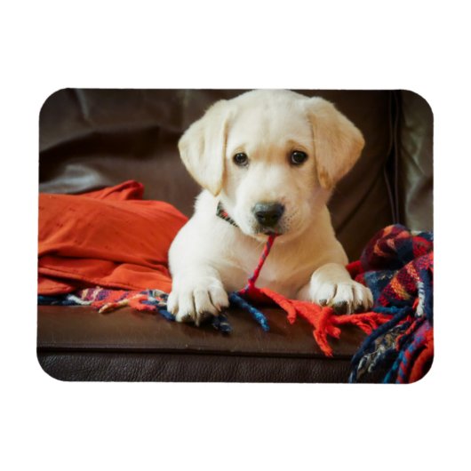 Getty Afbeeldingen | Puppy op een sofa Magneet (Horizontaal)