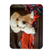 Getty Afbeeldingen | Puppy op een sofa Magneet (Verticaal)