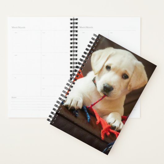 Getty Afbeeldingen | Puppy op een sofa Planner (Display)