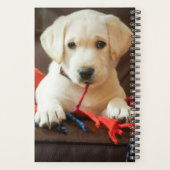 Getty Afbeeldingen | Puppy op een sofa Planner (Achterkant)