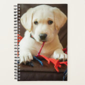 Getty Afbeeldingen | Puppy op een sofa Planner (Voorkant)