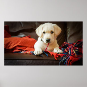 Getty Afbeeldingen   Puppy op een sofa Poster