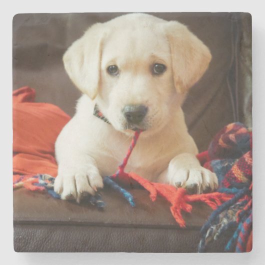 Getty Afbeeldingen | Puppy op een sofa Stenen Onderzetter (Voorkant)