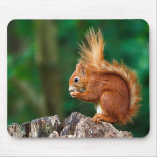 Getty Afbeeldingen   Rode eekhoorn Muismat