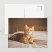 Getty Afbeeldingen | Slaperige kat Briefkaart (Voorkant / Achterkant)