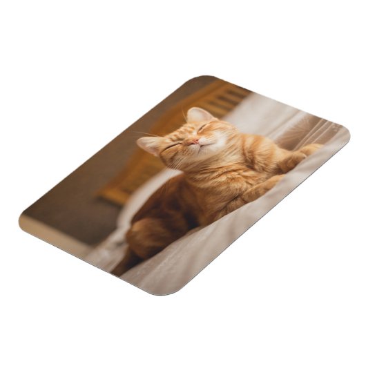 Getty Afbeeldingen | Slaperige kat Magneet (Linkerzijde)