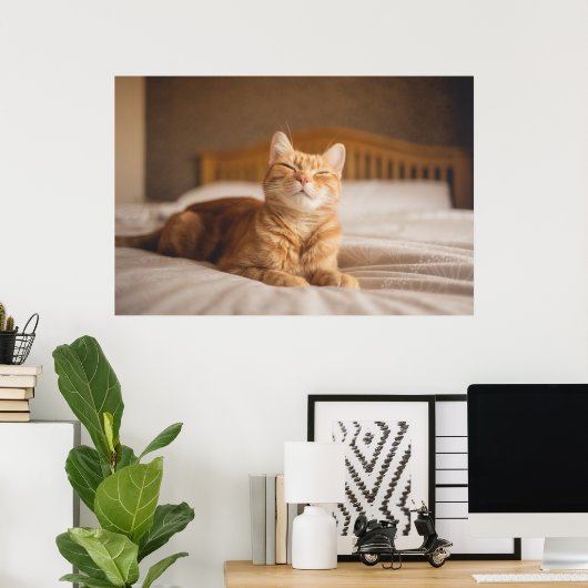 Getty Afbeeldingen | Slaperige kat Poster (Thuiskantoor)
