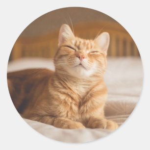 Getty Afbeeldingen   Slaperige kat Ronde Sticker