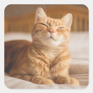 Getty Afbeeldingen   Slaperige kat Vierkante Sticker