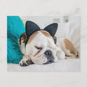 Getty Afbeeldingen Sleepy Dog met Cat Headband Briefkaart