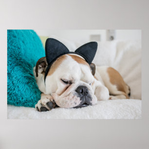 Getty Afbeeldingen   Sleepy Dog met Cat Headband Poster