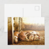 Getty Afbeeldingen | Sneeuwvarkens Briefkaart (Voorkant / Achterkant)
