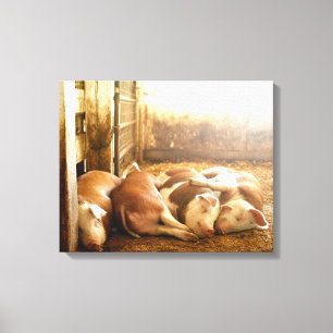 Getty Afbeeldingen Sneeuwvarkens Canvas Afdruk