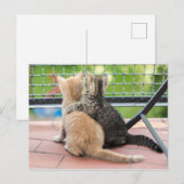 Getty Afbeeldingen | Twee Kittens op een balkon Briefkaart (Voorkant / Achterkant)
