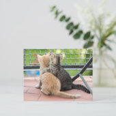 Getty Afbeeldingen | Twee Kittens op een balkon Briefkaart (Staand voorkant)