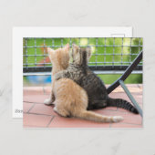 Getty Afbeeldingen | Twee Kittens op een balkon Briefkaart (Voorkant / Achterkant)