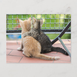 Getty Afbeeldingen | Twee Kittens op een balkon Briefkaart
