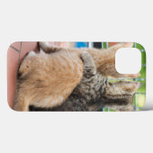 Getty Afbeeldingen | Twee Kittens op een balkon Case-Mate iPhone Case (Achterkant (horizontaal))