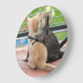 Getty Afbeeldingen | Twee Kittens op een balkon Grote Klok (Hoek)