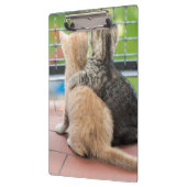 Getty Afbeeldingen | Twee Kittens op een balkon Klembord (Links)