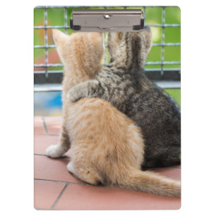 Getty Afbeeldingen   Twee Kittens op een balkon Klembord
