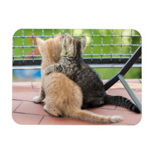 Getty Afbeeldingen   Twee Kittens op een balkon Magneet