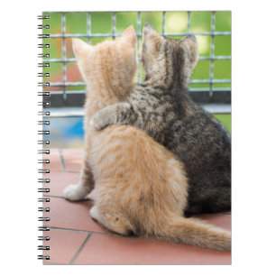 Getty Afbeeldingen   Twee Kittens op een balkon Notitieboek