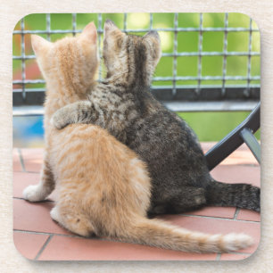 Getty Afbeeldingen   Twee Kittens op een balkon Onderzetter