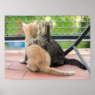 Getty Afbeeldingen   Twee Kittens op een balkon Poster
