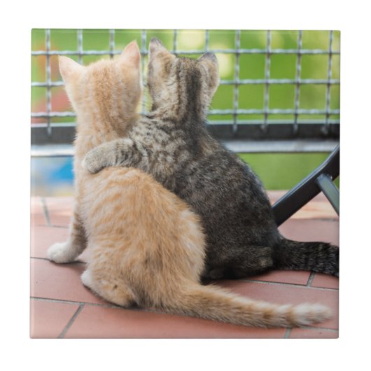 Getty Afbeeldingen | Twee Kittens op een balkon Tegeltje (Voorkant)