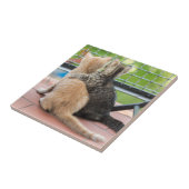 Getty Afbeeldingen | Twee Kittens op een balkon Tegeltje (Zijkant)