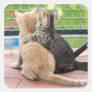 Getty Afbeeldingen   Twee Kittens op een balkon Vierkante Sticker