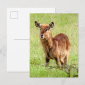 Getty Afbeeldingen | Young Brown Antelope Waterbuc Briefkaart (Voorkant / Achterkant)