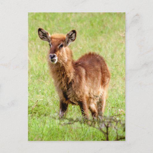 Getty Afbeeldingen | Young Brown Antelope Waterbuc Briefkaart (Voorkant)