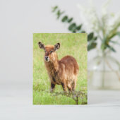 Getty Afbeeldingen | Young Brown Antelope Waterbuc Briefkaart (Staand voorkant)