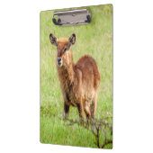 Getty Afbeeldingen | Young Brown Antelope Waterbuc Klembord (Links)