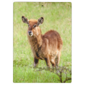 Getty Afbeeldingen | Young Brown Antelope Waterbuc Klembord (Achterkant)