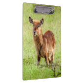 Getty Afbeeldingen | Young Brown Antelope Waterbuc Klembord (Rechts)