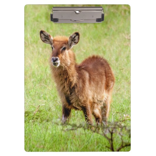 Getty Afbeeldingen | Young Brown Antelope Waterbuc Klembord (Voorkant)