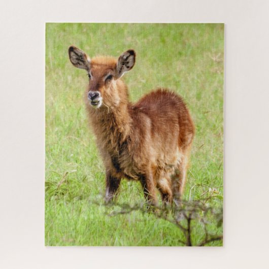 Getty Afbeeldingen | Young Brown Antelope Waterbuc Legpuzzel (Verticaal)