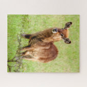 Getty Afbeeldingen | Young Brown Antelope Waterbuc Legpuzzel (Horizontaal)