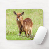Getty Afbeeldingen | Young Brown Antelope Waterbuc Muismat (Met muis)