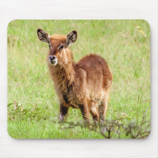 Getty Afbeeldingen | Young Brown Antelope Waterbuc Muismat (Voorkant)