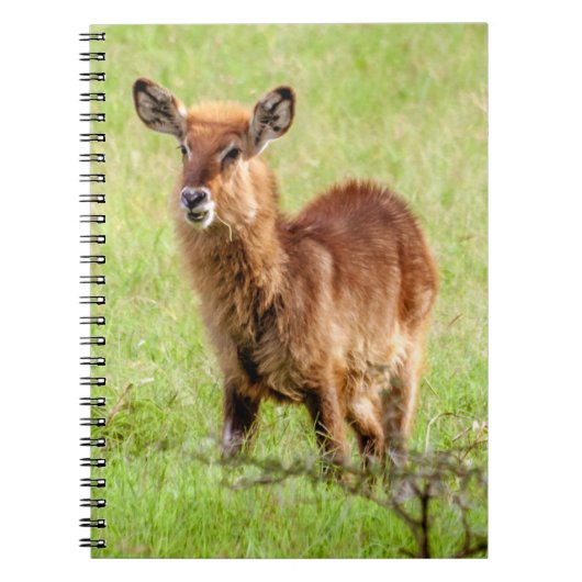 Getty Afbeeldingen | Young Brown Antelope Waterbuc Notitieboek (Voorkant)