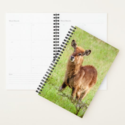 Getty Afbeeldingen | Young Brown Antelope Waterbuc Planner (Display)