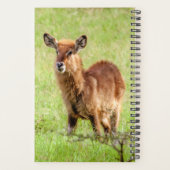 Getty Afbeeldingen | Young Brown Antelope Waterbuc Planner (Achterkant)
