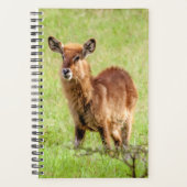 Getty Afbeeldingen | Young Brown Antelope Waterbuc Planner (Voorkant)